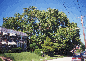 img1.gif